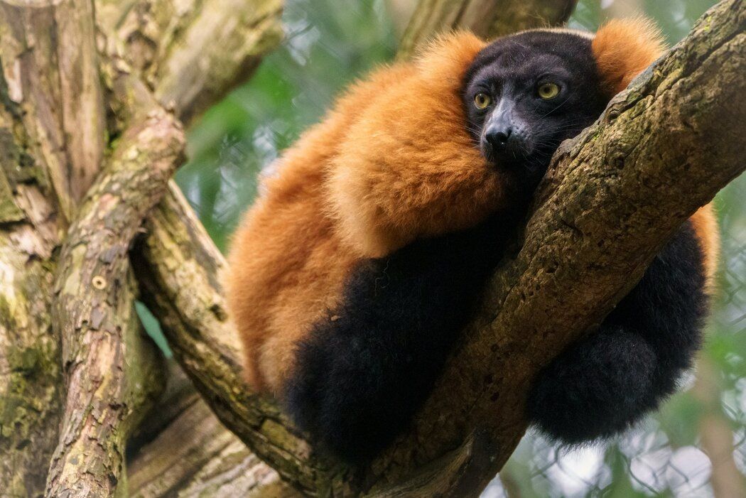 ��� ����� ������� ���������� ����� � ��������: ���� WOOP ��� ���� � ��������