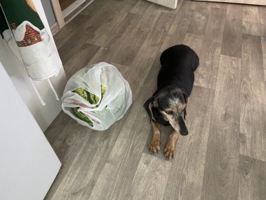 Канистерапия: как утрата собаки открывает новые горизонты в психотерапии