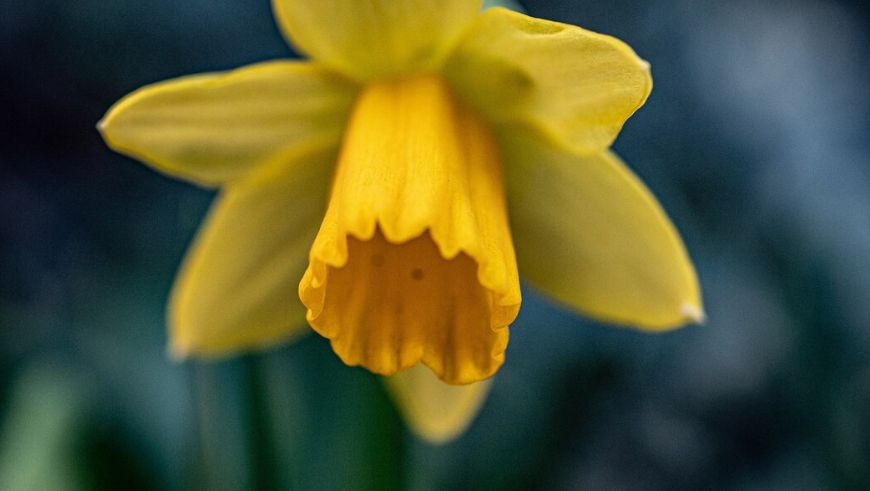 �������� �������� ��������: ��� ��� ���������� � �������� ����