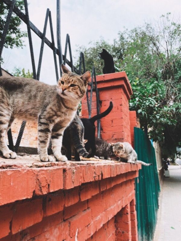 ����� ���������: ��� ���������� � ���������� ��������