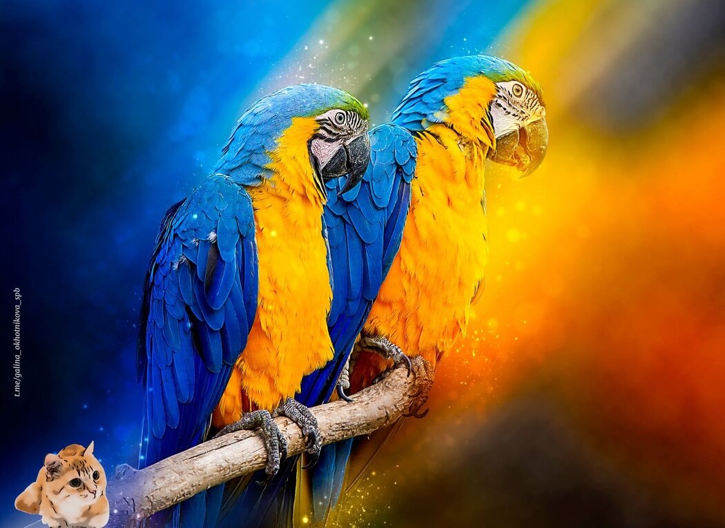 Попугай как символ самовыражения в психологии