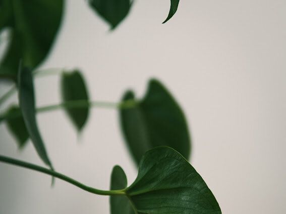 �������������: ��� ����� ������ ����� ����������� � ������ � �������� ������