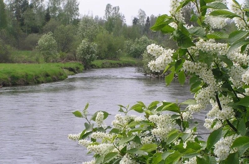 Любовь и утрата: история о выборе и последствиях