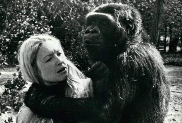 Горилла Коко и её удивительное понимание смерти