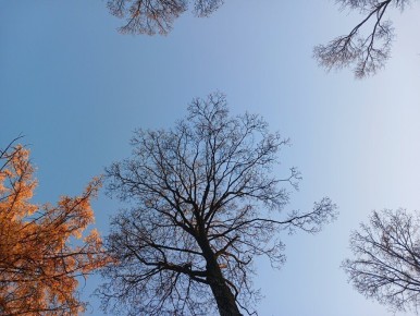 ������� ����������� �������: ��� ������� �������� �����������