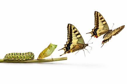 ��������� �����������: ���� �������� ������ ������ ��������������